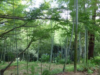 Бамбуковые заросли в ботаническом саду Батуми