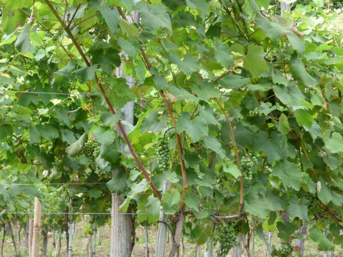 Грузинский виноград