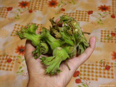 Лесные орехи в Грузии