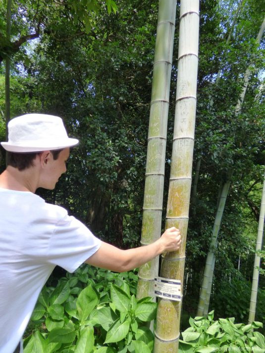 Около бамбуковой рощи в ботаническом саду города Батуми