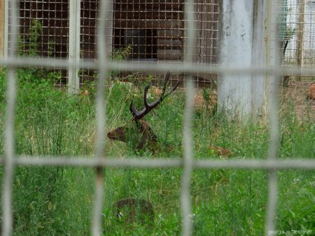 Пятнистый олень в зоопарке Батуми