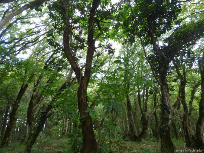 Зеленый лес в Сатаплиа