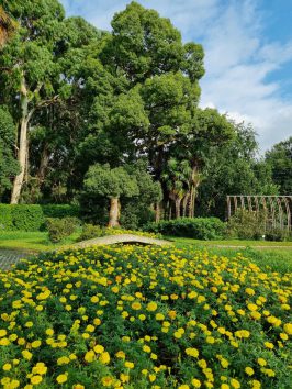 Ботанический сад Батуми недалеко от Чакви