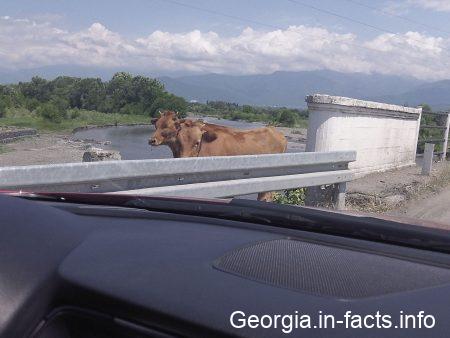 Коровы на дорогах Грузии