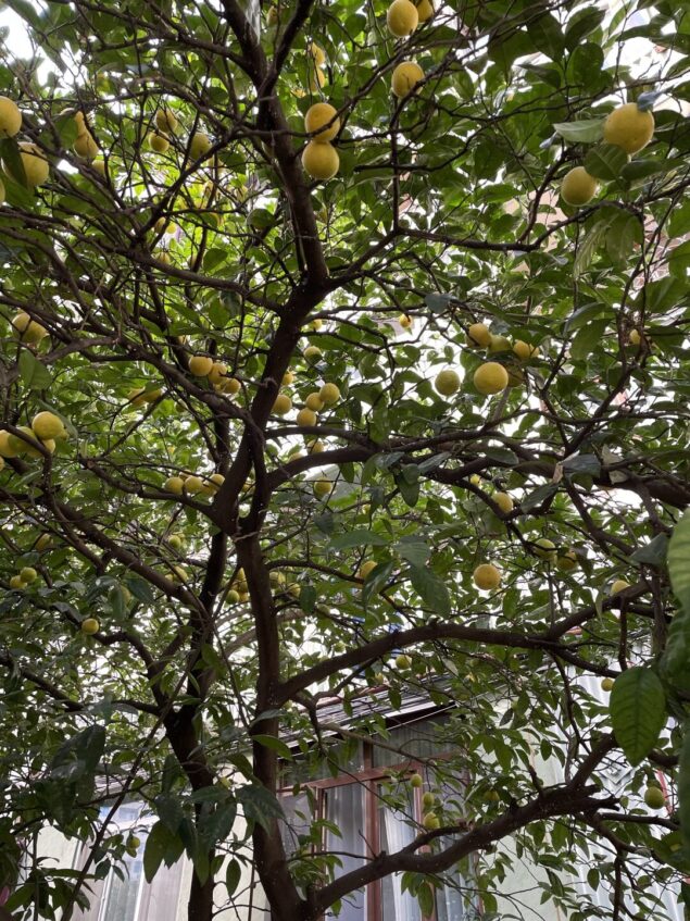 Апельсиновые деревья в Батуми
