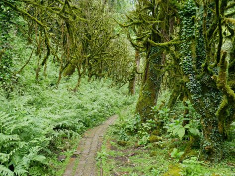 Необычно зелёный лес рядом с Батуми
