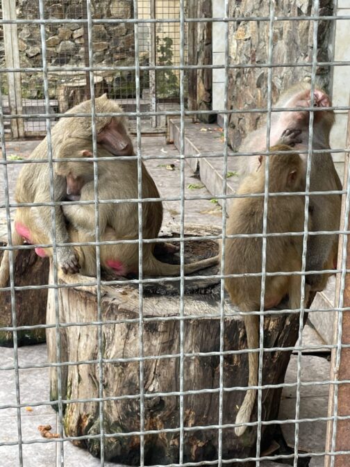 Мавпочки в зоопарку Батумі