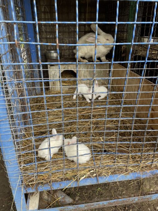 Пушистые кролики в зоопарке Батуми