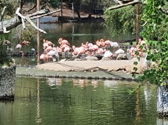 Фламинго в зоопарке Шекветили