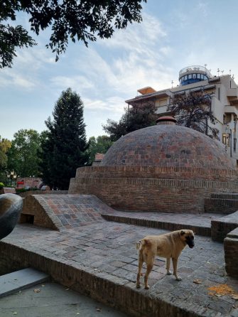 Собака и серные бани Тбилиси