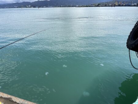 Медузы у берегов батумского порта