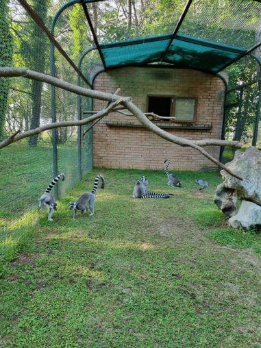 Зоопарк в поселке Шекветили в Грузии