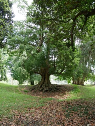 Деревья причудливых форм в дендропарке Шекветили