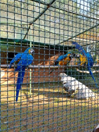 Любимые попугайчики в дендропарке Шекветили