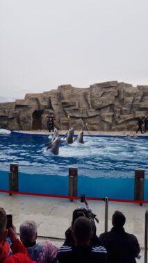Выступление дельфинов в дельфинарии Батуми