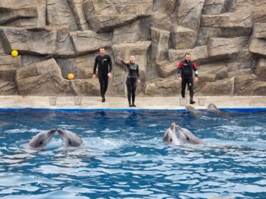 Объятия дельфинов в Батуми