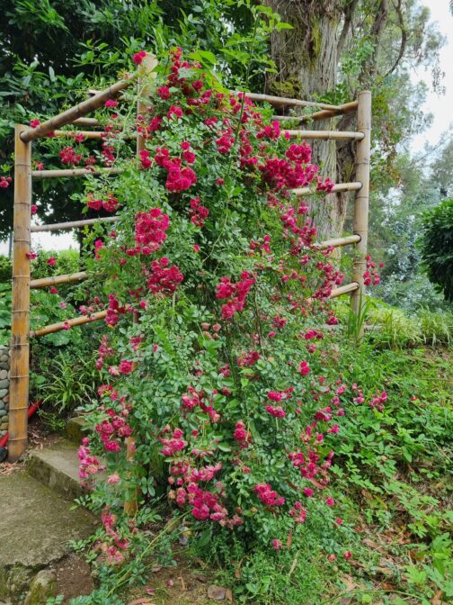 Розы в батумском ботаническом саду Грузии