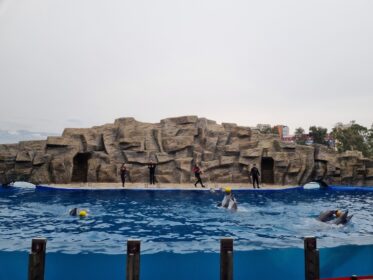 Шоу дельфинов с мячом в Батуми