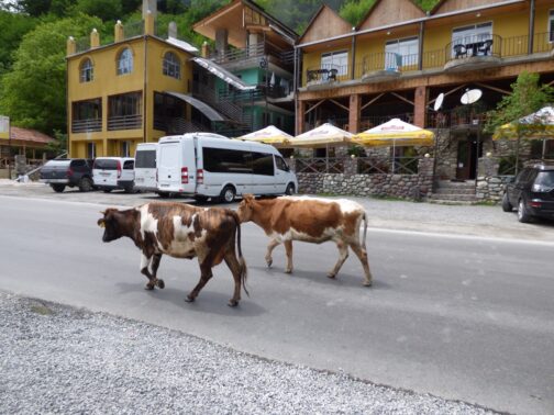 Коровы на дорогах в Грузии