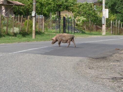 Свинья на дороге в Грузии
