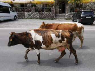 Коровы на дороге в Степанцминду из Тбилси
