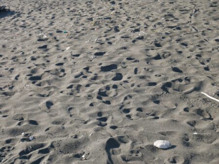 Пляж в Уреки чёрный лечебный песок
