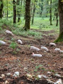Свиньи в парке Окаце