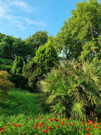 Ботанический сад Батуми зелень цветы пальмы