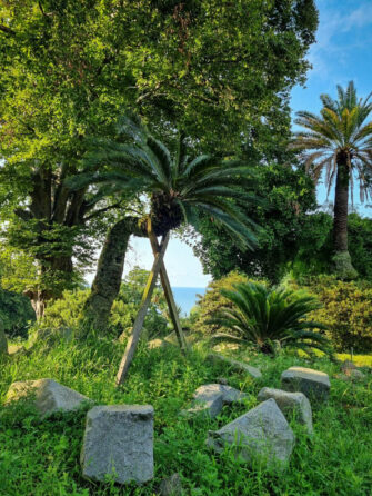 Пальмы в ботаническом саду Батуми