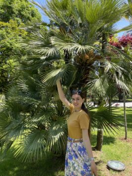 Батуми набережная фото с пальмой