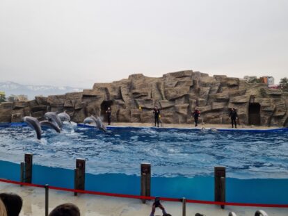 Дельфинарий в Батуми фото дельфинов