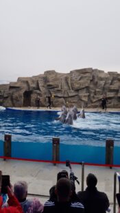 Дельфинарий в Батуми фото шоу